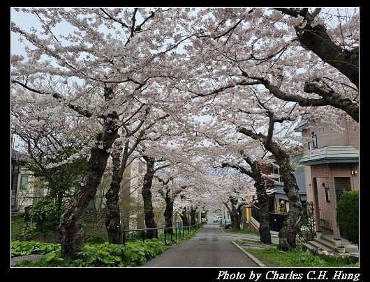 北海道賞櫻–Day 3–住三吉神社 - 第34張圖 北海道賞櫻–Day 3–住三吉神社