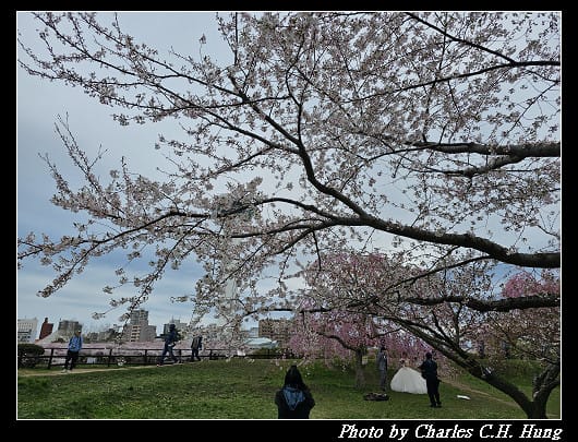 北海道賞櫻–Day 4–五稜郭塔（五稜郭タワー）、五稜郭公園