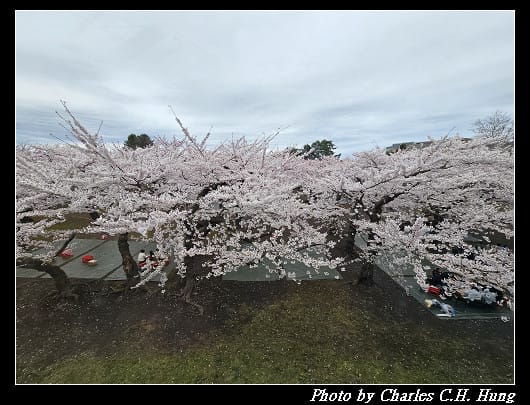 北海道賞櫻–Day 4–五稜郭塔（五稜郭タワー）、五稜郭公園