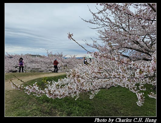 北海道賞櫻–Day 4–五稜郭塔（五稜郭タワー）、五稜郭公園
