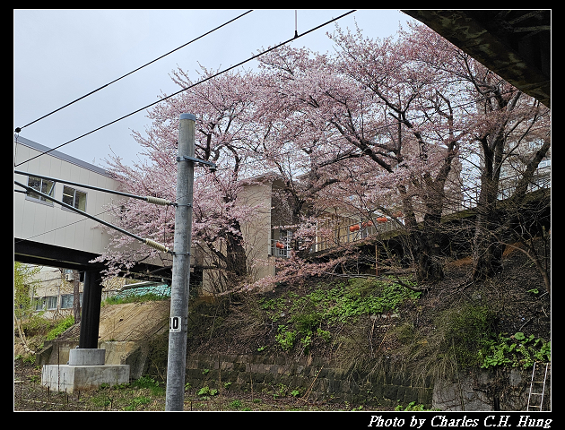 北海道賞櫻–Day 6–JR南小樽駅 賞櫻