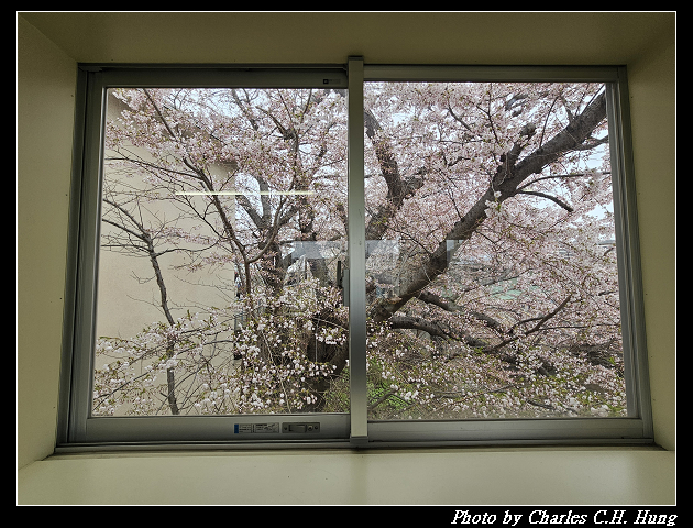 北海道賞櫻–Day 6–JR南小樽駅 賞櫻