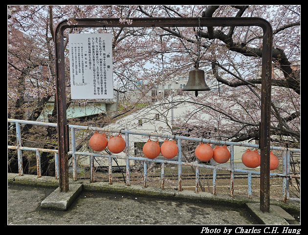 北海道賞櫻–Day 6–JR南小樽駅 賞櫻
