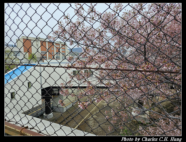 北海道賞櫻–Day 6–JR南小樽駅 賞櫻