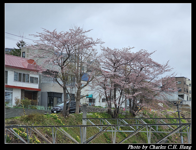 北海道賞櫻–Day 6–船見坂