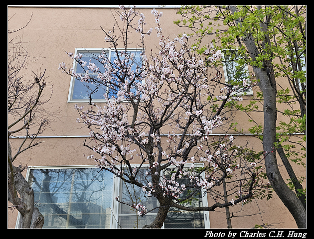 北海道賞櫻–Day 6–旧国鉄手宮線、手宮線跡、小樽歷史景觀區域