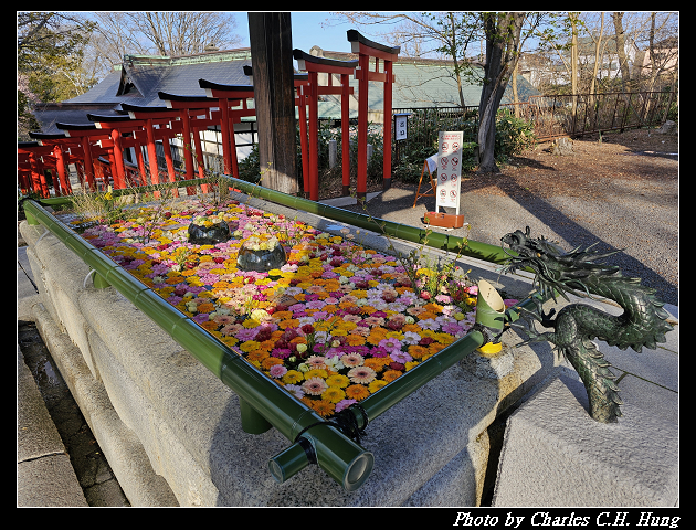 北海道賞櫻–Day 6–小樽總鎮守 小樽住吉神社