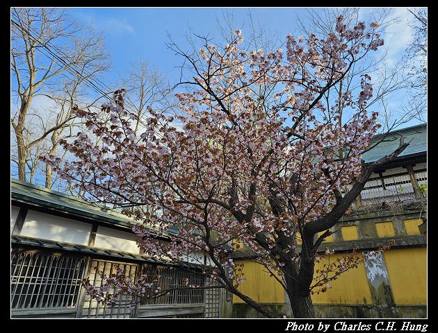 北海道賞櫻–Day 6–小樽總鎮守 小樽住吉神社