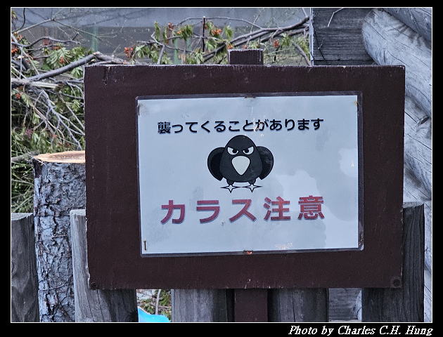 北海道賞櫻–Day 6–小樽運河 夜景