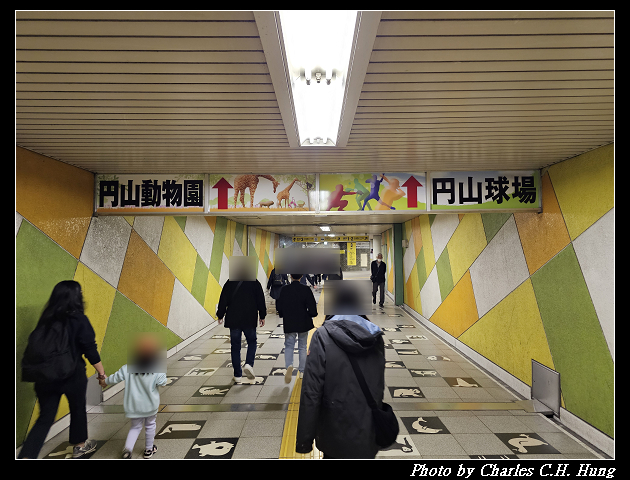 北海道賞櫻–Day 7–円山公園、北海道神宮