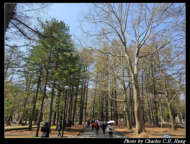 北海道賞櫻–Day 7–円山公園、北海道神宮 - 第21張圖 北海道賞櫻–Day 7–円山公園、北海道神宮