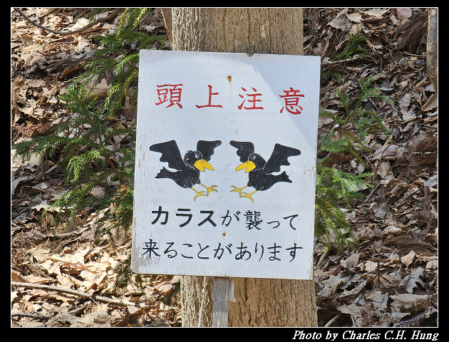 北海道賞櫻–Day 7–円山公園、北海道神宮 - 第25張圖 北海道賞櫻–Day 7–円山公園、北海道神宮