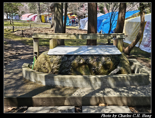 北海道賞櫻–Day 7–円山公園、北海道神宮 - 第33張圖 北海道賞櫻–Day 7–円山公園、北海道神宮
