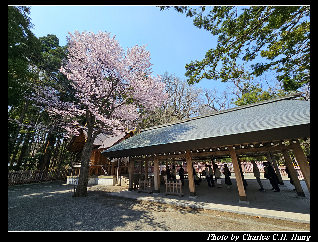 北海道賞櫻–Day 7–円山公園、北海道神宮