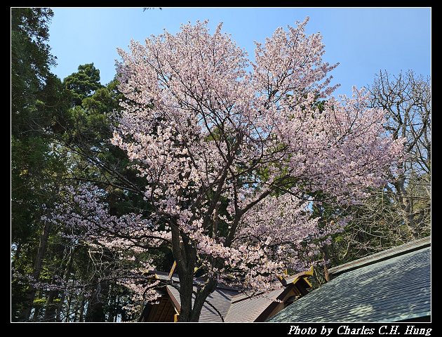 北海道賞櫻–Day 7–円山公園、北海道神宮 - 第38張圖 北海道賞櫻–Day 7–円山公園、北海道神宮