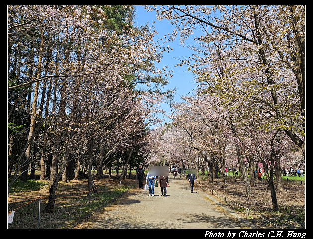北海道賞櫻–Day 7–円山公園、北海道神宮 - 第51張圖 北海道賞櫻–Day 7–円山公園、北海道神宮