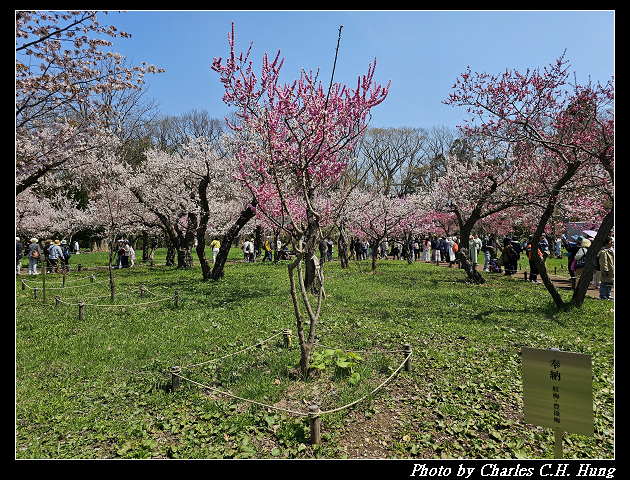 北海道賞櫻–Day 7–円山公園、北海道神宮