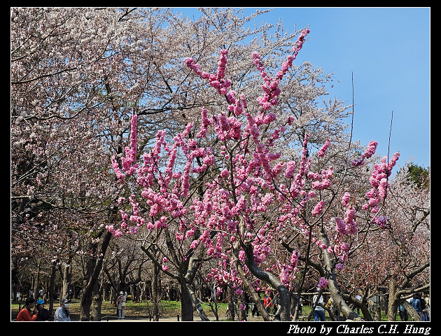 北海道賞櫻–Day 7–円山公園、北海道神宮