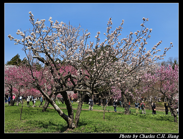 北海道賞櫻–Day 7–円山公園、北海道神宮