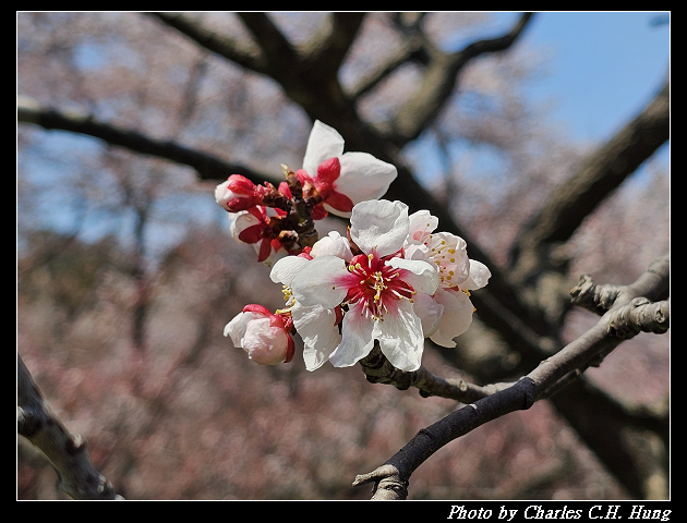 北海道賞櫻–Day 7–円山公園、北海道神宮