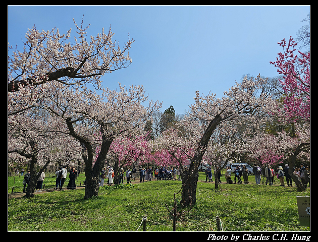 北海道賞櫻–Day 7–円山公園、北海道神宮