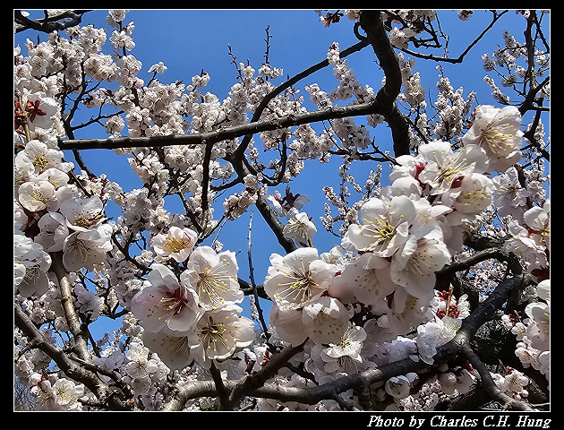 北海道賞櫻–Day 7–円山公園、北海道神宮 - 第59張圖 北海道賞櫻–Day 7–円山公園、北海道神宮