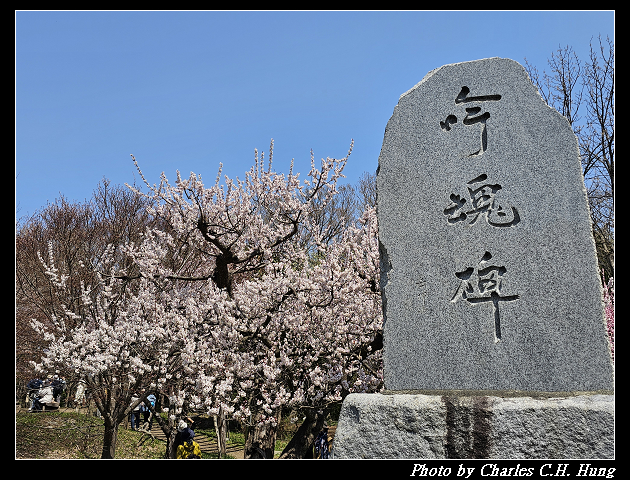 北海道賞櫻–Day 7–円山公園、北海道神宮