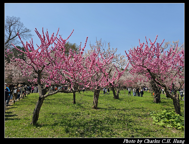 北海道賞櫻–Day 7–円山公園、北海道神宮
