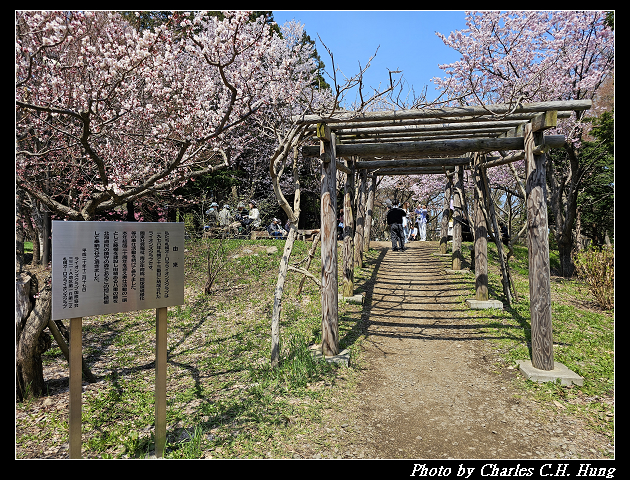 北海道賞櫻–Day 7–円山公園、北海道神宮