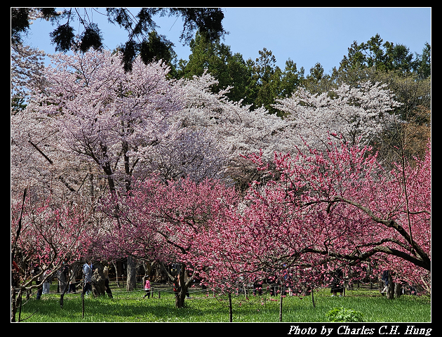 北海道賞櫻–Day 7–円山公園、北海道神宮