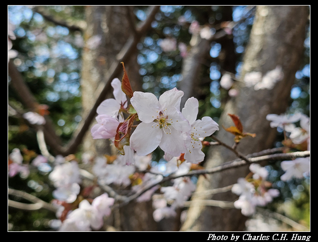 北海道賞櫻–Day 7–円山公園、北海道神宮 - 第71張圖 北海道賞櫻–Day 7–円山公園、北海道神宮