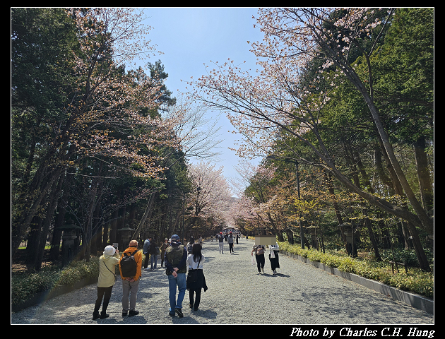 北海道賞櫻–Day 7–円山公園、北海道神宮