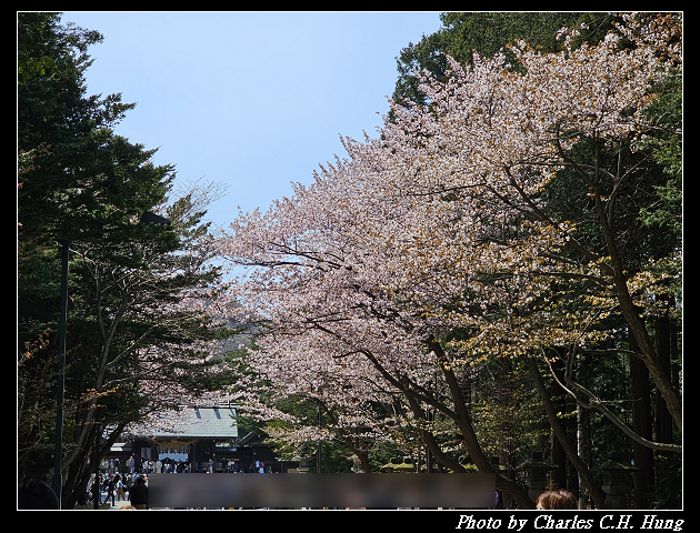 北海道賞櫻–Day 7–円山公園、北海道神宮