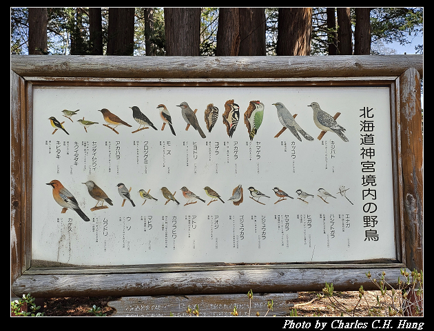 北海道賞櫻–Day 7–円山公園、北海道神宮 - 第84張圖 北海道賞櫻–Day 7–円山公園、北海道神宮