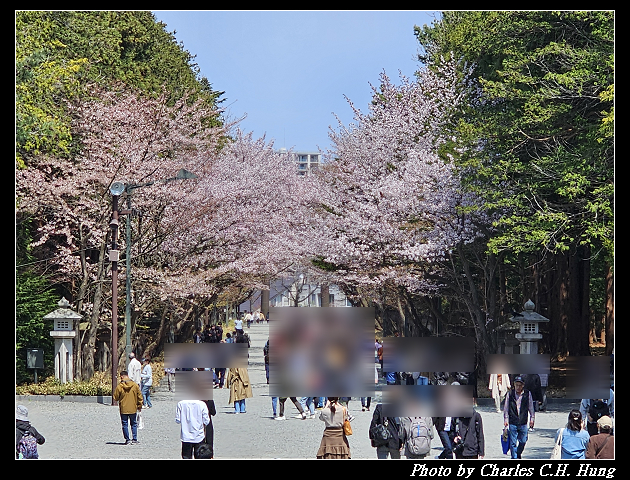 北海道賞櫻–Day 7–円山公園、北海道神宮 - 第100張圖 北海道賞櫻–Day 7–円山公園、北海道神宮