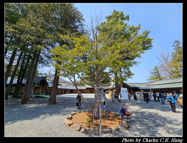 北海道賞櫻–Day 7–円山公園、北海道神宮
