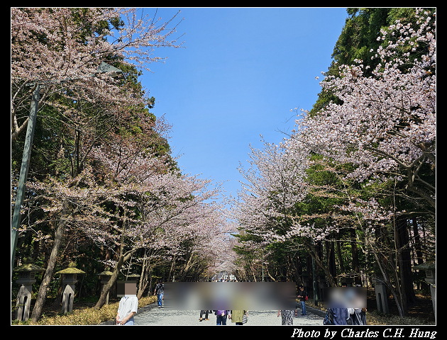 北海道賞櫻–Day 7–円山公園、北海道神宮 - 第132張圖 北海道賞櫻–Day 7–円山公園、北海道神宮