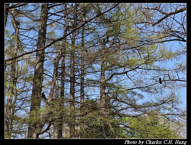 北海道賞櫻–Day 7–円山公園、北海道神宮