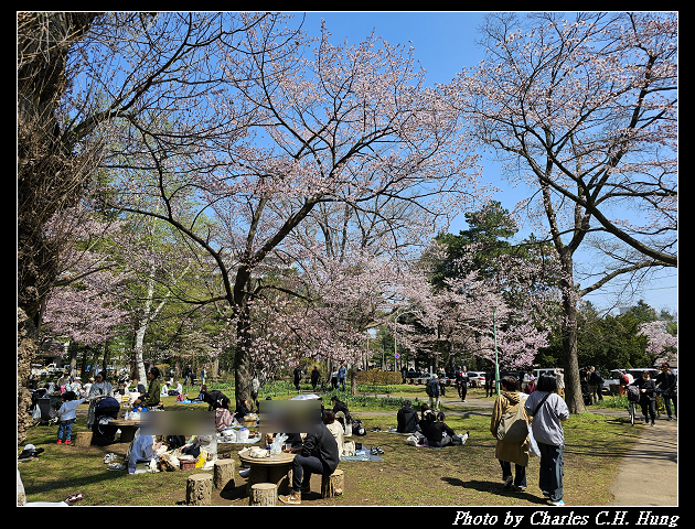 北海道賞櫻–Day 7–円山公園、北海道神宮