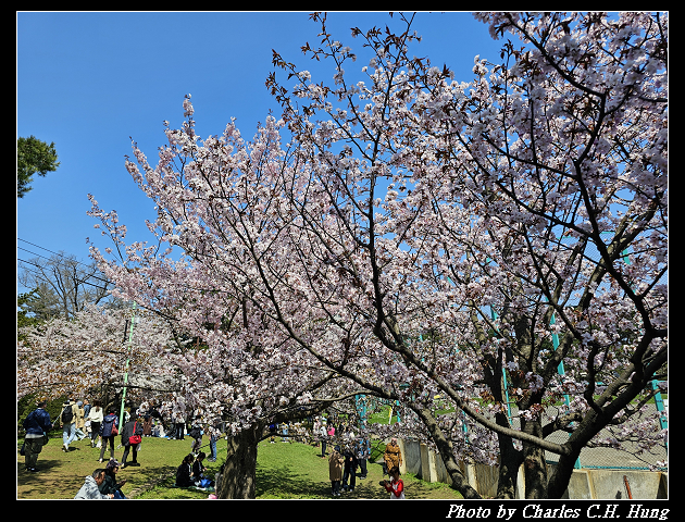北海道賞櫻–Day 7–円山公園、北海道神宮