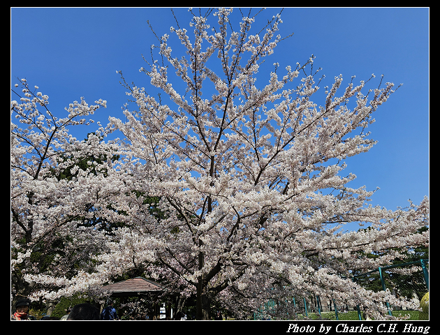 北海道賞櫻–Day 7–円山公園、北海道神宮