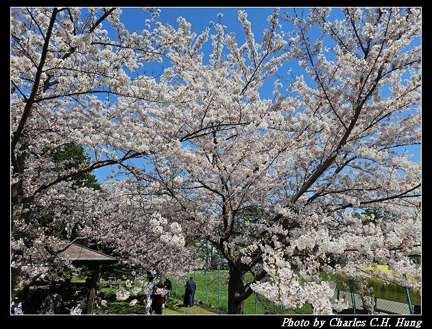 北海道賞櫻–Day 7–円山公園、北海道神宮 - 第151張圖 北海道賞櫻–Day 7–円山公園、北海道神宮