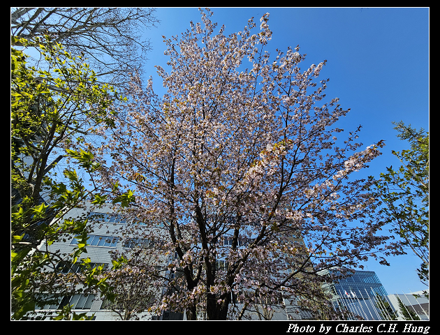 北海道賞櫻–Day 7–大通公園 - 第26張圖 北海道賞櫻–Day 7–大通公園