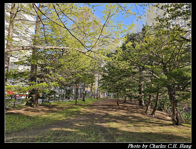 北海道賞櫻–Day 7–北海道廳舊本廳舍（北海道庁赤れんが庁舎）