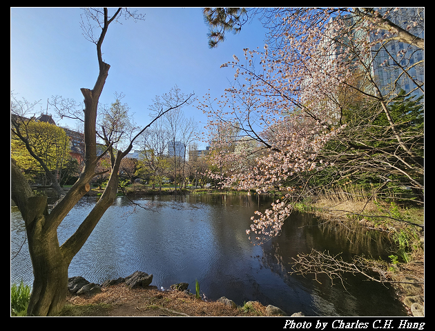 北海道賞櫻–Day 7–北海道廳舊本廳舍（北海道庁赤れんが庁舎）